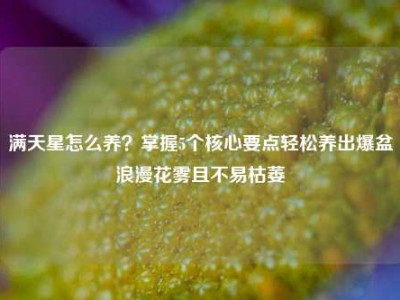 满天星怎么养？掌握5个核心要点轻松养出爆盆浪漫花雾且不易枯萎