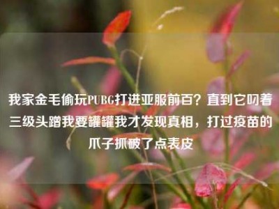 我家金毛偷玩PUBG打进亚服前百？直到它叼着三级头蹭我要罐罐我才发现真相，打过疫苗的爪子抓破了点表皮