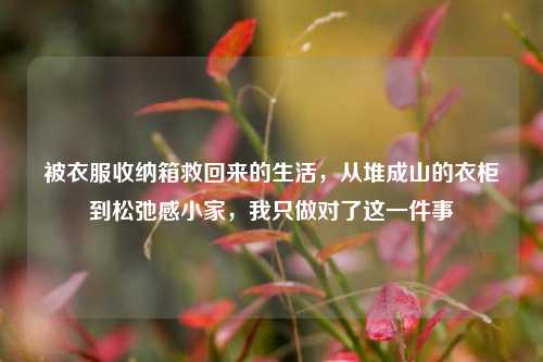 被衣服收纳箱救回来的生活,从堆成山的衣柜到松弛感小家,我只做对了这一件事